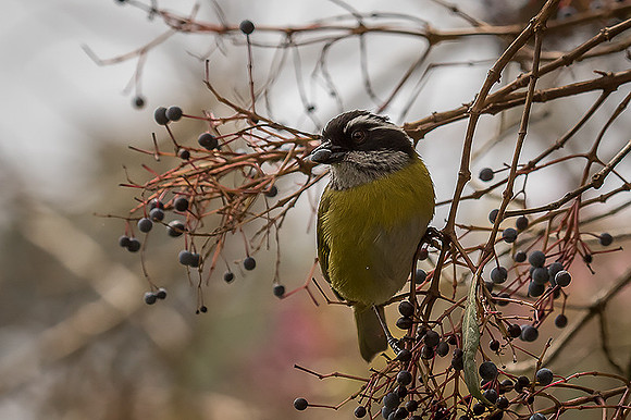 Sooty Capped Bush Tanager