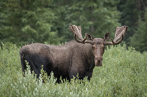 Bull Moose