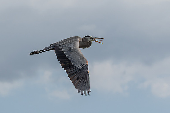 Great blue heron