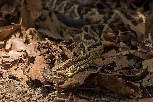 Tropical rattlesnake