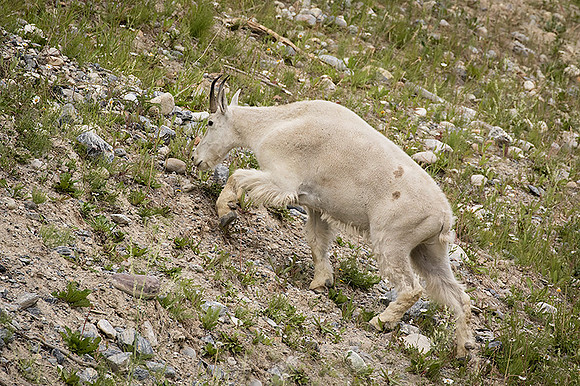 Rocky Mountain Goat