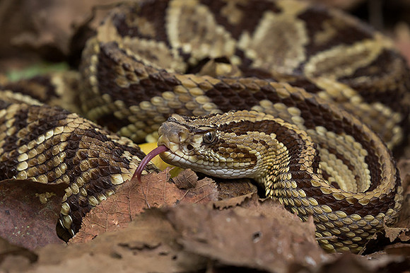 Tropical rattlesnake