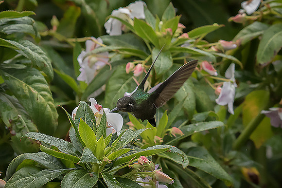 Magnificent Hummingbird