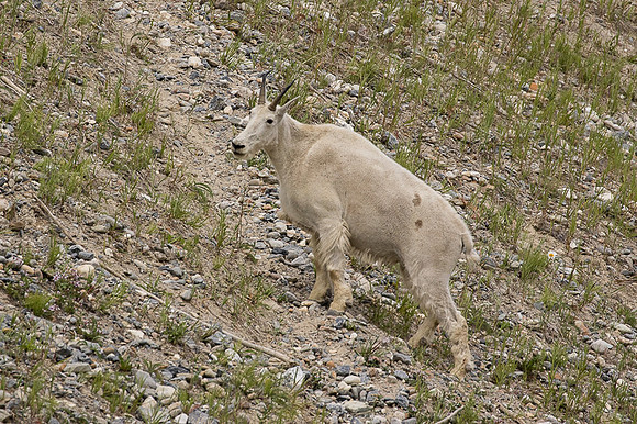 Rocky Mountain Goat