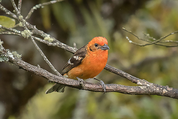Flame-colored Tanager