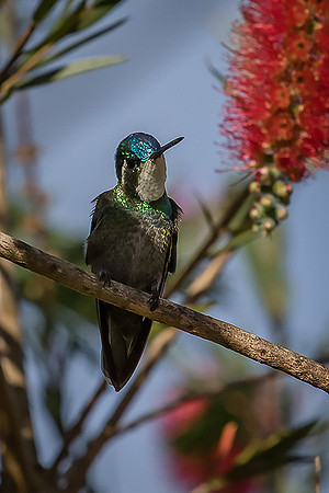 Wedge-tailed Sabrewing Hummingbird