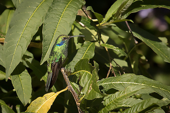 Violet-eared hummingbird