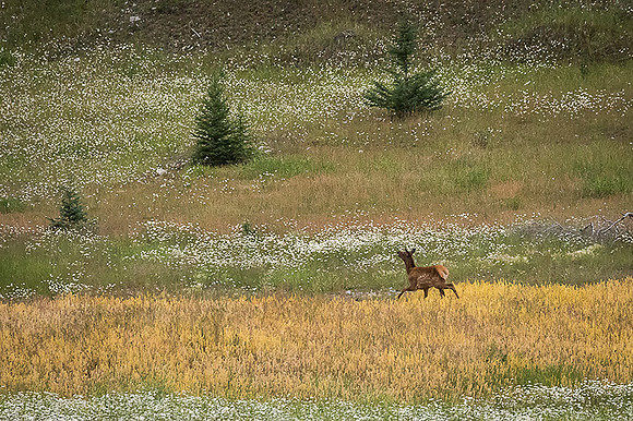 Elk Fawn
