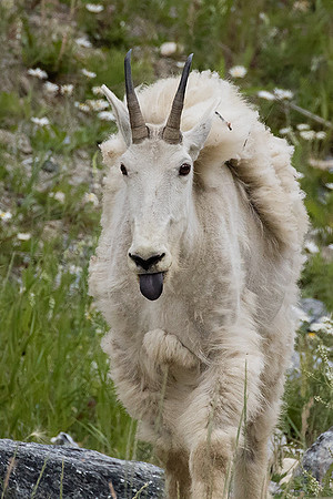 Rocky Mountain Goat