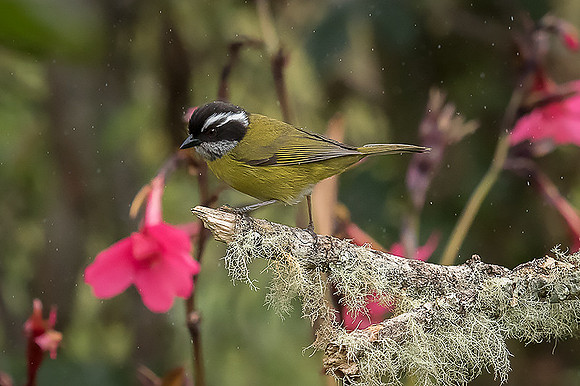 Sooty-capped Bush Tanager