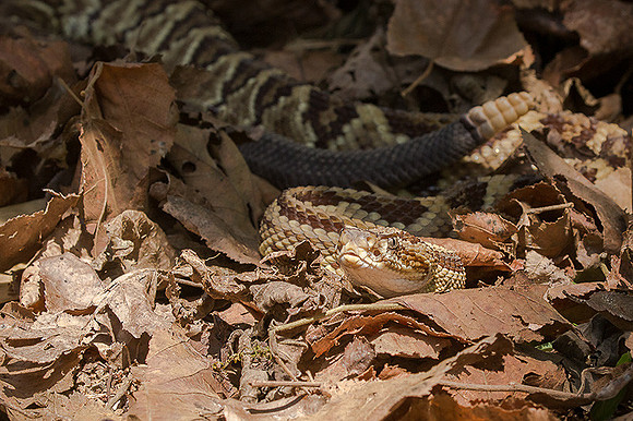 Tropical rattlesnake