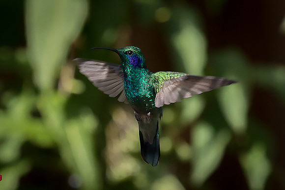Violet-eared hummingbird