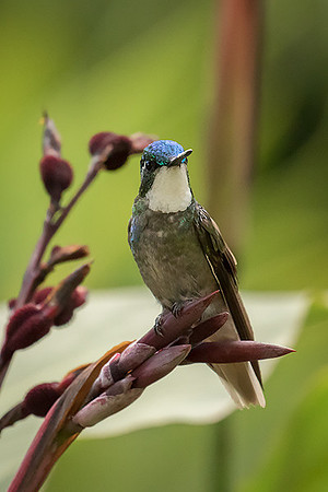White throated mountain gem