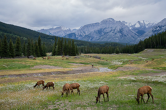 Elk Herd