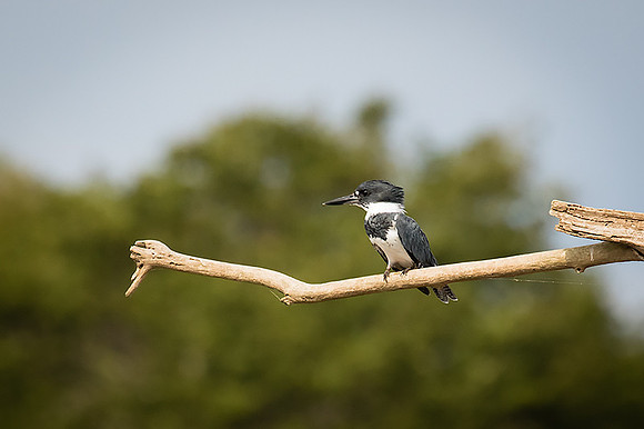 Ringed kingfisher