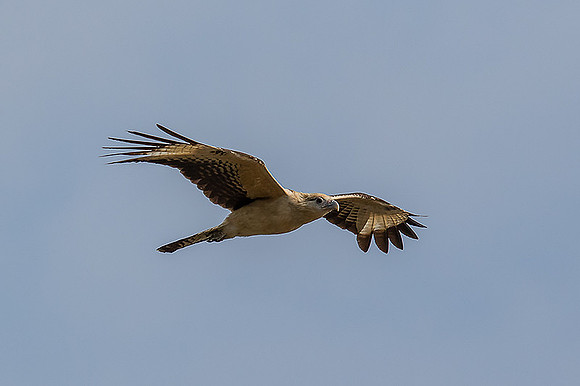 Yellow headed caracara