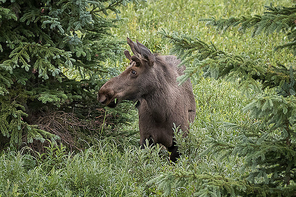 Bull Moose