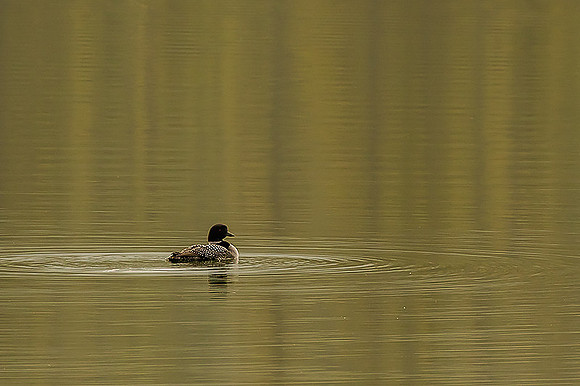 Common Loon