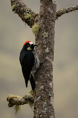 Acorn Woodpecker