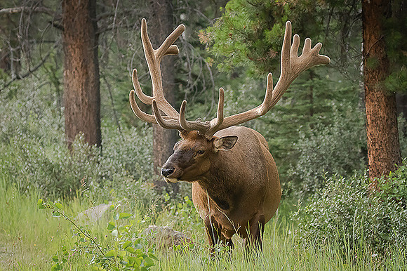Bull Elk