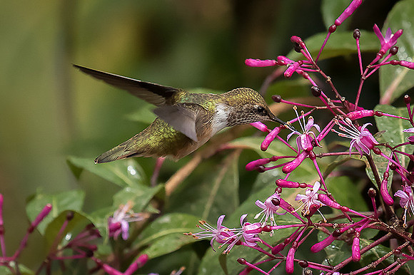 Volcano Hummingbird