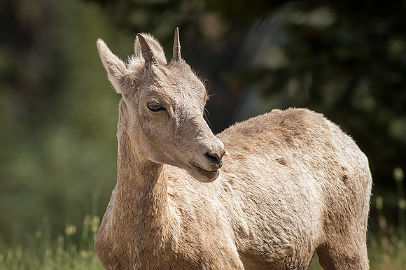 Female Bighorn Sheep
