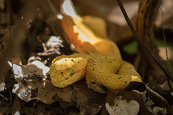 Eyelash pit viper