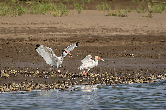 White ibis
