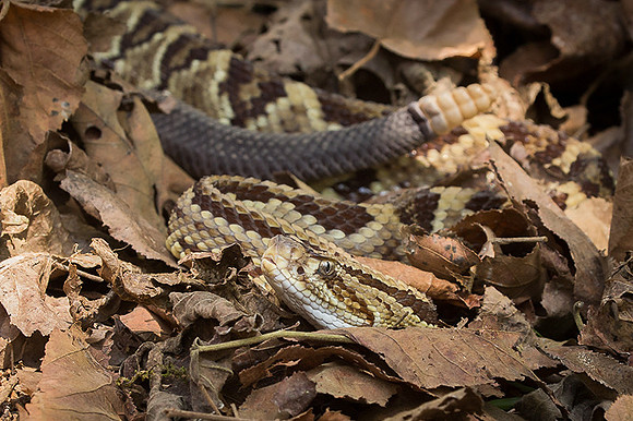 Tropical rattlesnake