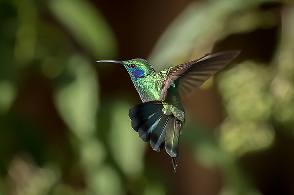 Violet-eared hummingbird