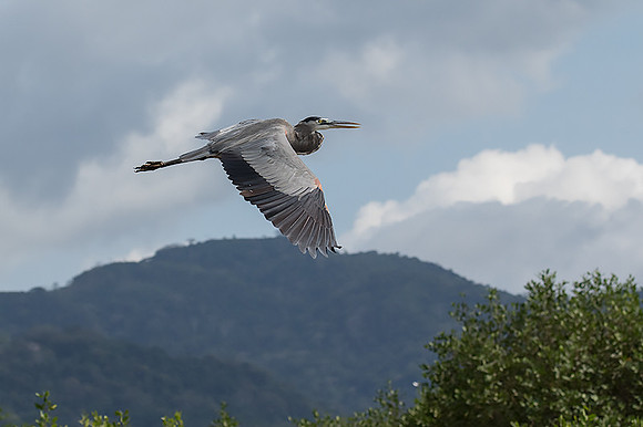 Great blue heron