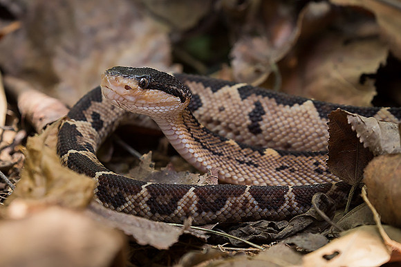 Bushmaster (immature)