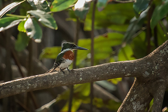 Green kingfisher