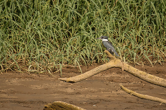 Ringed kingfisher