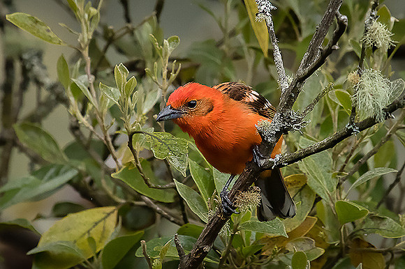 Flame-colored tanager