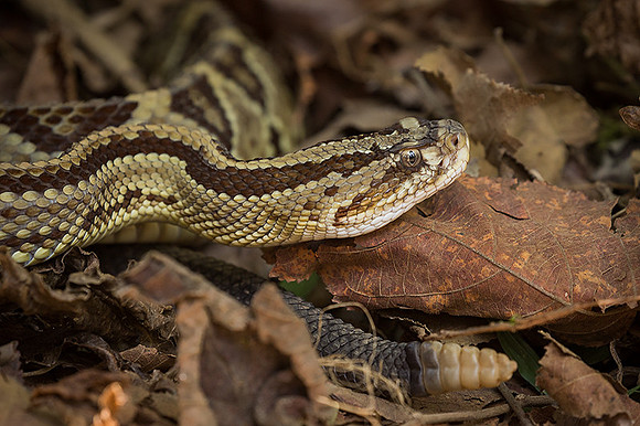 Tropical rattlesnake