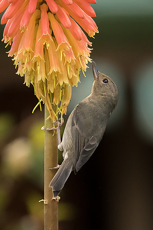 Slaty Flowerpiercer