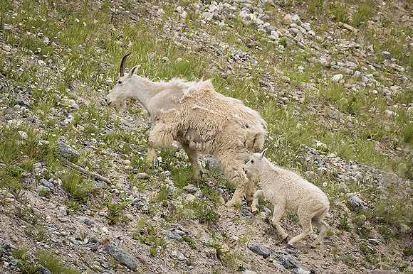 Rocky Mountain Goat