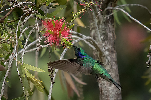Violet-eared humming bird