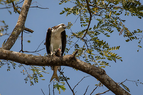 Osprey