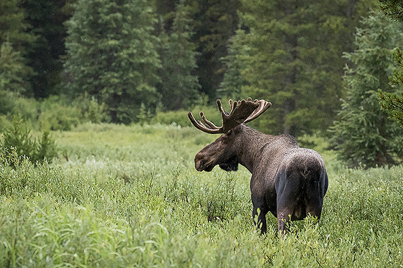 Bull Moose