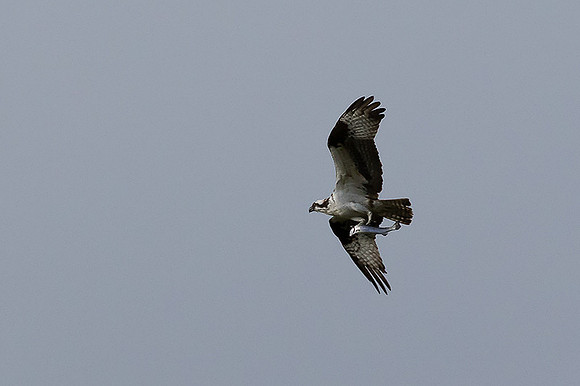 Osprey with Catch