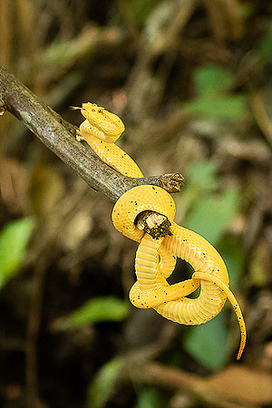 Eyelash pit viper