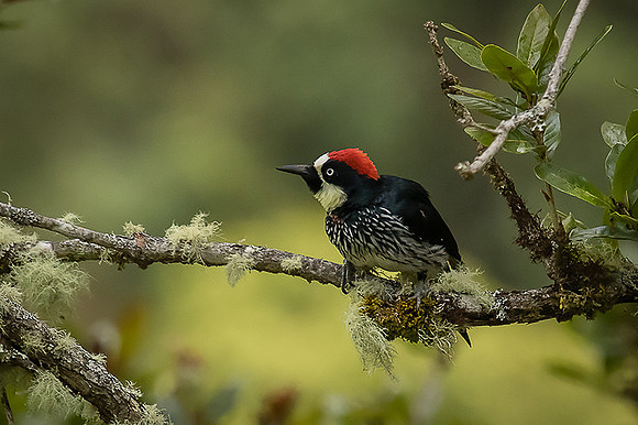 Acorn Woodpecker