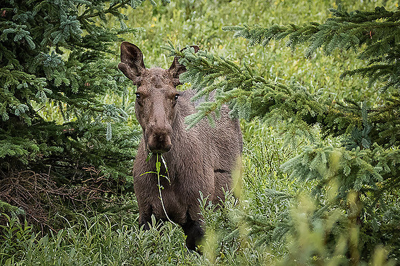Bull Moose