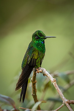 Green-crowned Brilliant Hummingbird