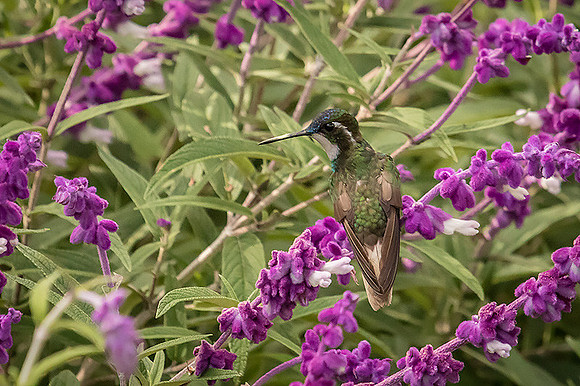 White throated mountain gem hummingbird