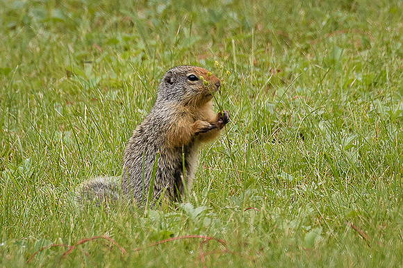 Ground Squirrel