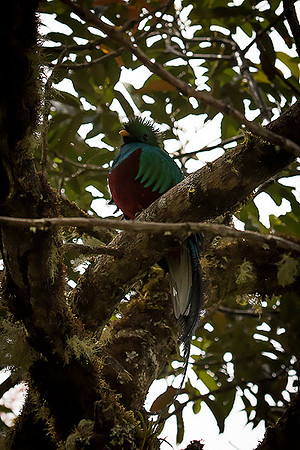 Replendent Quetzal