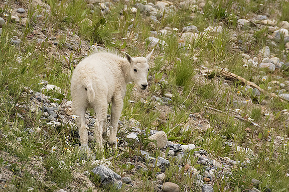 Rocky Mountain Goat